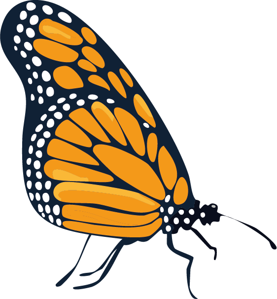 Mariposa fija